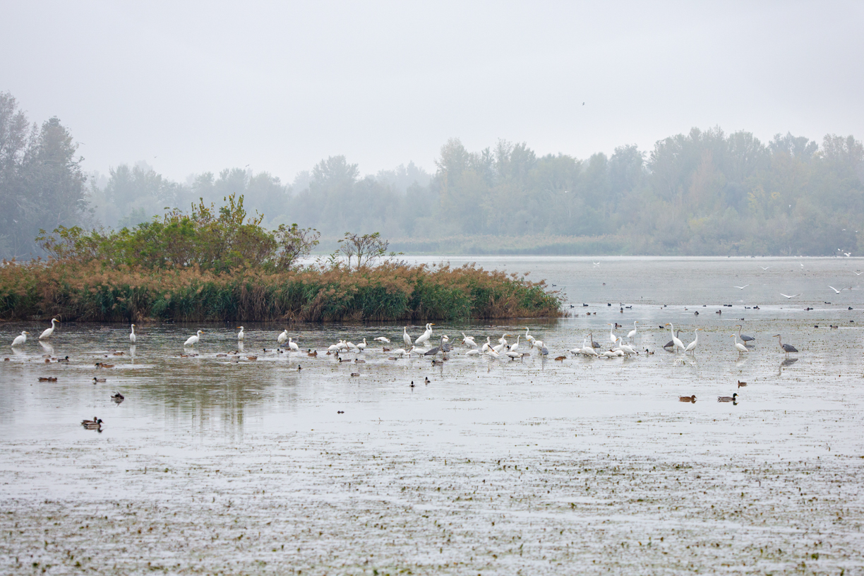 oasi wwf di Alviano